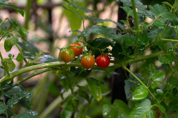 red tomatoes in garden