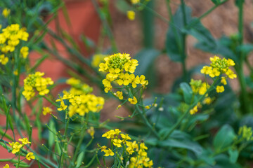 Obraz premium 春の菜の花畑