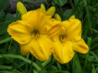Obraz premium Hemerocallis Yellow Lollipop. Daylily in the garden. Closeup of gorgeous yellow lily flowers