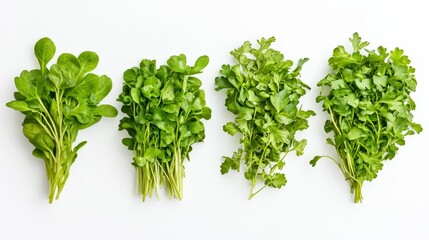 Obraz premium Freshly picked watercress, cut into various sections showing leaves and stems. The lush green color pops against a white backdrop