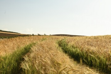 Fototapeta premium Golden Wheat Field with Wind-Swept Path