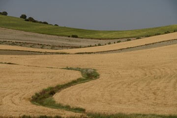 Obraz premium Rolling Agricultural Fields with Winding Path under Clear Sky