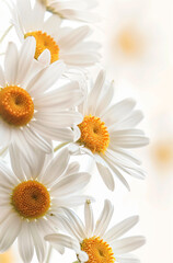 Naklejka premium Little Daisy close-up