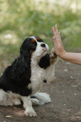 black and white Cavalier King Charles Spaniel dog sitting on path in park, giving paw to owner, warm sunny summer day, dogwalking concept