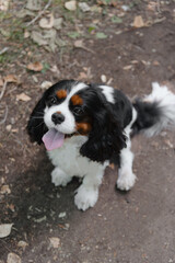 black and white Cavalier King Charles Spaniel dog sitting on path in park, warm sunny summer day, dogwalking concept