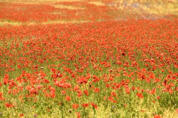 Endless Field of Vibrant Red Poppies in Full Bloom