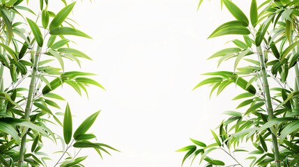 Bamboo Planters, border, background wallpaper, blank in the middle, minimalism, negative space, used for postcard template