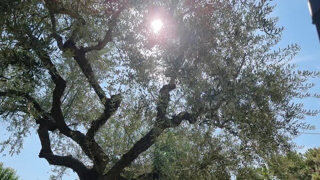 CLOSE-UP VIDEO OF ITALIAN OLIVE PLANT 2
