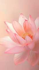 A close-up of pink lotus flowers