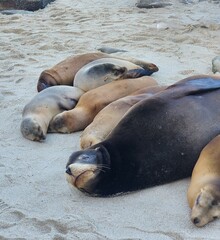 A group of sea lions resting on the sandy shores of La Jolla, California. Their fur contrasts beautifully with the sand, creating a peaceful coastal scene.