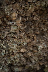 Muschelbank
