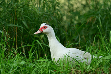 Free range White Muscovy Duck walking through green grass