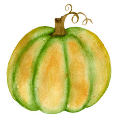 Watercolor botany illustration, bright green pumpkin, isolated on a white background. Decor for thanksgiving or halloween, for posters, cards, etc