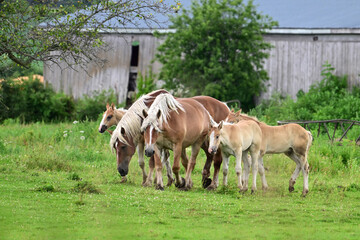 Belgian Draught horses with foals walking through green pasture