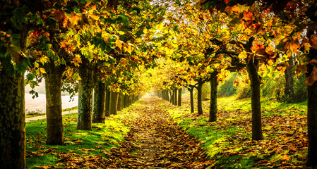 Baumallee im Herbst am Rhein in Bad Breisig