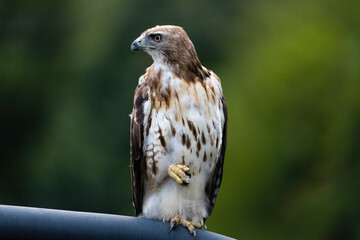 red tailed hawk