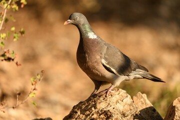 Wood Pigeon Standing on Rocky Ground