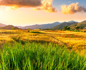Fototapeta premium Scenic view at beautiful summer sunset in a shiny field with golden sun rays, deep blue cloudy sky and road, rows leading far away, valley landscape