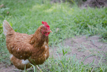 brown backyard chicken on grass