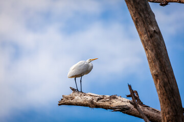 White egret