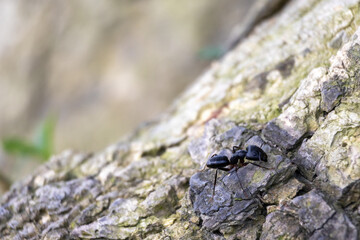 A big black carpenter ant (Camponotus) on tree bark with blurred background.