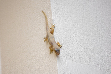 A lizard on the outside wall of house.