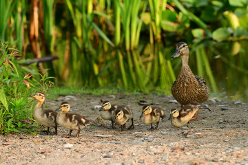 Six Adorable baby Ducklings walking on a beach with their mother along the waterfront of a Conservation area 