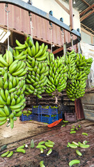 Industrial Factory For Sorting Banana Crop, Bunches Of Bananas Hung On Conveyor For Easy Sorting And Preparation For Sale, Vertical Frame. 