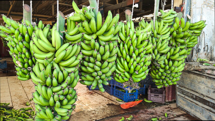 Bunches of bananas are suspended on a transport line for processing, sorting and preparation for sale. 