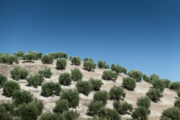 Rows of adult olive trees in the province of Jaen, Andalusia. Spain. The land is dry and the sky is...