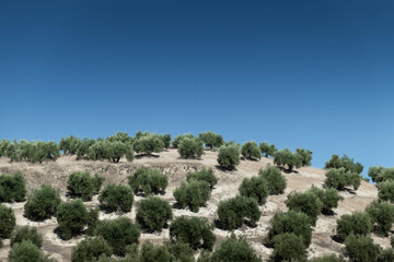A gentle hill in the province of Jaen with a plantation of olive trees in a row. They are large...