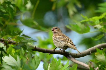 Female Purple Finch perched in a tree