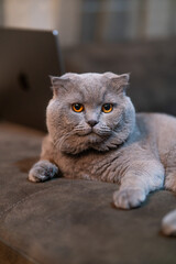 Sweety Scottish fold cat 