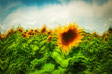 sunflower field in the summer with sky