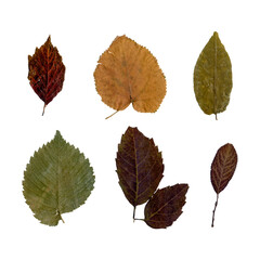Collection of autumn leaves. Set of various brown dry leaves isolated. Colorful of autumn season....