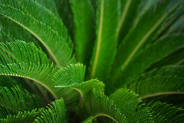 Texture of green Cycadales Leaf. Nature green leaves of tropical palms outdoors in garden.Natural green plants using as a background or wallpaper.
