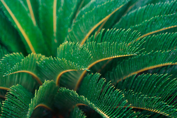 Texture of green Cycadales Leaf. Nature green leaves of tropical palms outdoors in garden.Natural green plants using as a background or wallpaper.