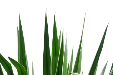 A tropical Palm leaves on white isolated background for green foliage backdrop 