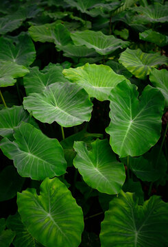 The texture and motif of the taro leaf is unique, tubers eaten as a root crop. Lush green leaves nature wallpaper and background.Vertical.