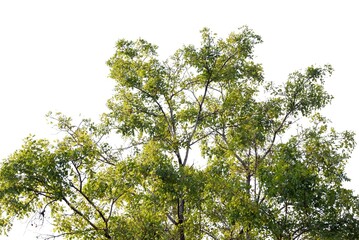 A Tropical tree with leaves branches on white isolated background for green foliage backdrop 