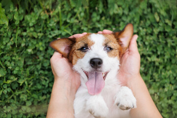 dog of the Jack Russell Terrier breed in the park on the green grass at sunset. A man's hand is stroking a doggie.
