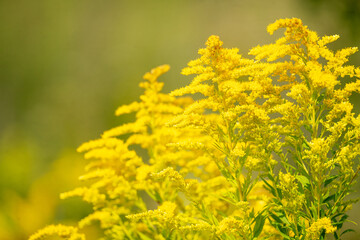 Fototapeta premium Beautiful yellow flowers blooming on sunny meadow with soft focus. Summer