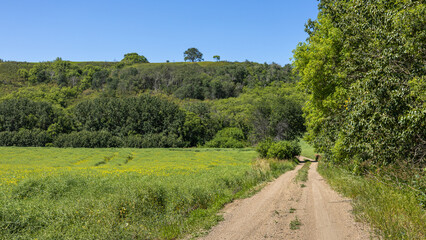 Country Road in Saskatchewan