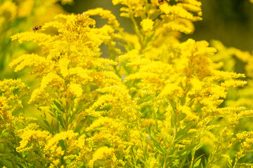 Beautiful yellow flowers blooming on sunny meadow with soft focus. Summer