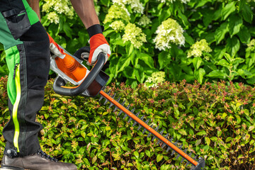Obraz premium Gardener Trimming Hedges With Electric Pruner in a Lush Garden