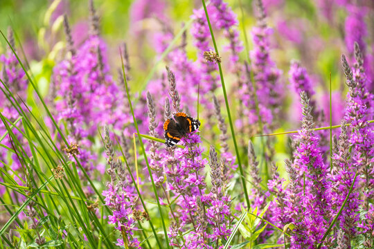 Red Admiral butterfly sits on a purple flower in a blooming meadow. Summer relaxing background