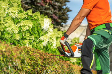 Gardener Trimming Hedges With Electric Shears in Early Afternoon Sunlight