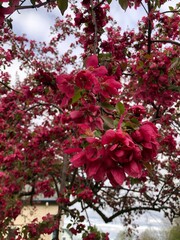 Crabapple blossoms 