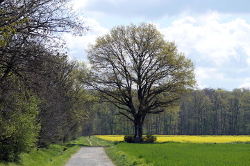 Baum an einem Weg