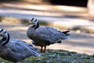 Bar-headed Goose (Anser indicus) in English Gardens, Munich, Germany. Common in wetlands and high-altitude lakes in Asia.